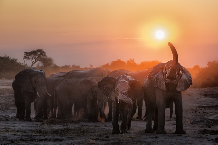 Herd of African Bush Elephants at Sunset