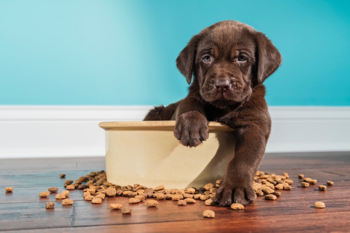 Chocolate Labrador Puppy in a Bowl of Food