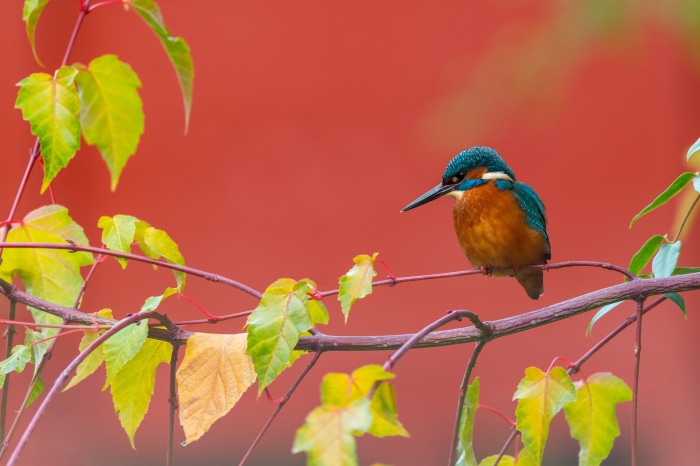 Common Kingfisher perched on a branch