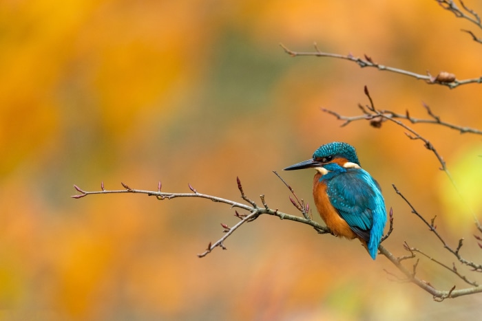 Common Kingfisher perched on a branch