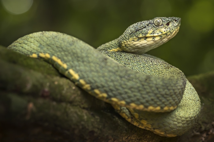 Green pit viper snake on a branch