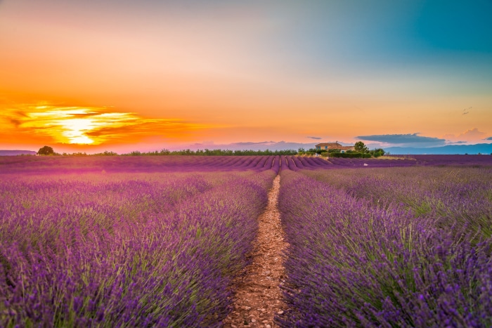 Lavender field at sunset with a house