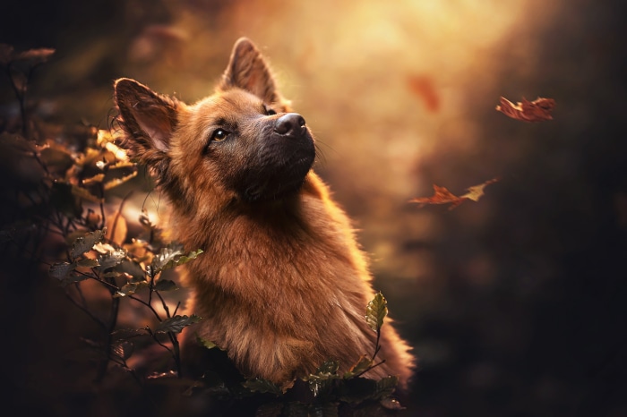 German Shepherd dog in autumn forest