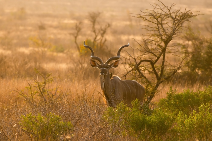 Greater Kudu with large horns in savanna