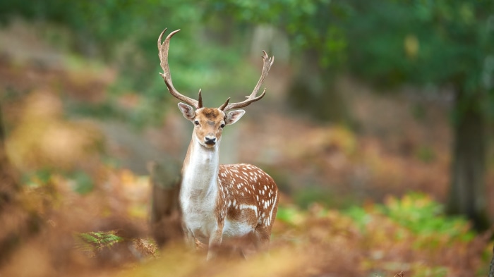 Fallow deer with antlers in a forest