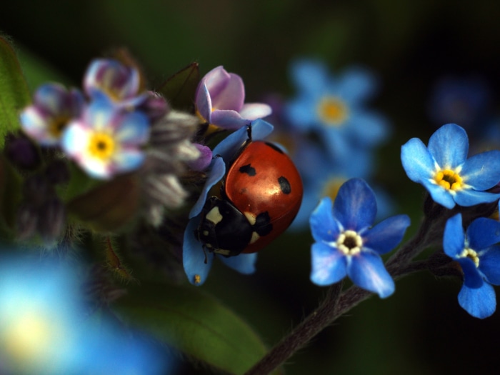 Ladybug on forget-me-not flowers