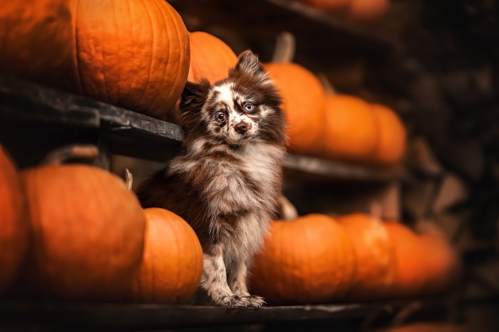Fluffy dog sitting among pumpkins