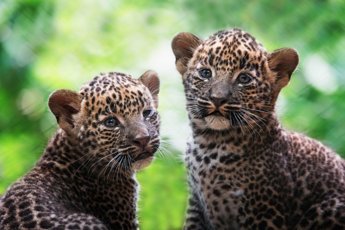 Two baby leopards in a green forest