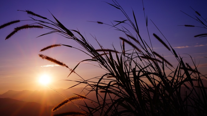 Reeds silhouetted against a sunset sky