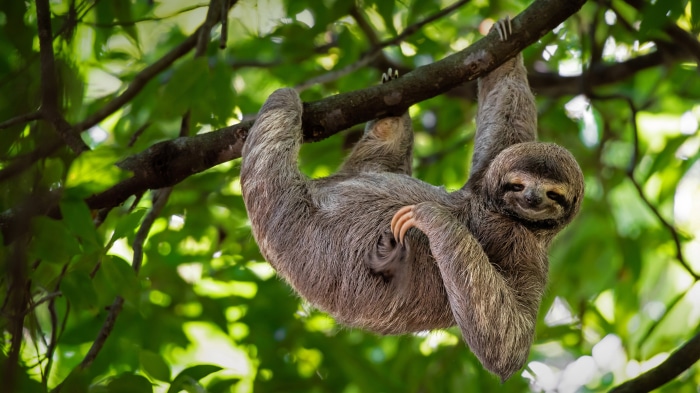 Brown-throated three-toed sloth hanging on a branch