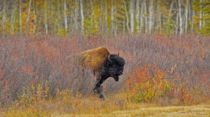 Wood Bison in Behchoko, Northwest Territories, Canada