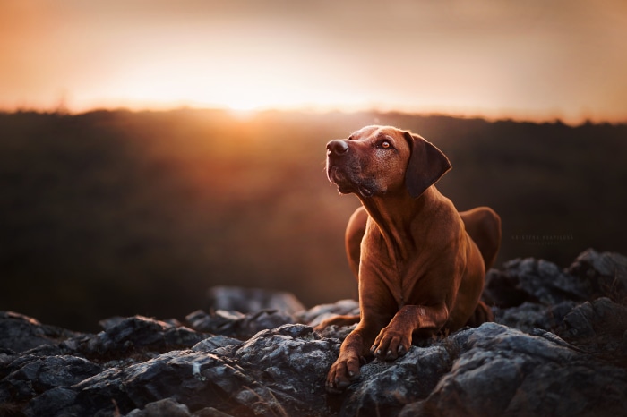 Rhodesian Ridgeback dog on rocks at sunset