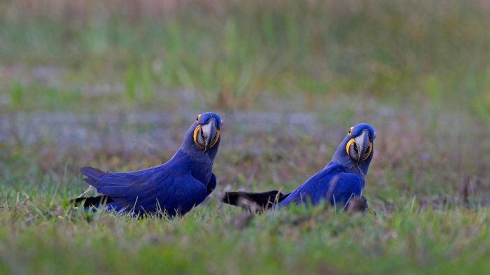 Two Hyacinth macaws in the Pantanal region of Brazil