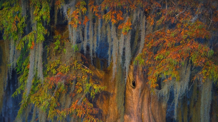 Bald cypress and Spanish moss in Atchafalaya Basin, Louisiana