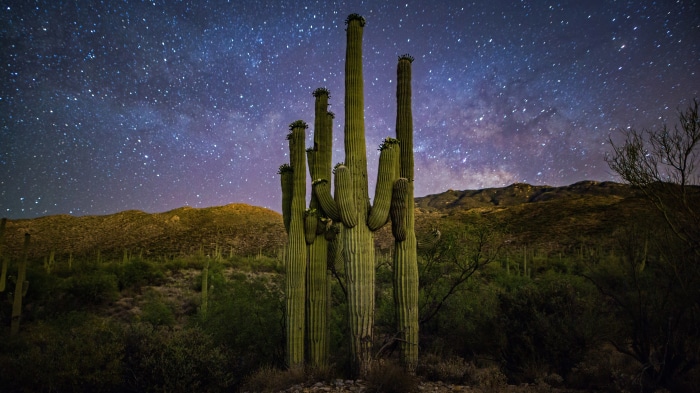 Saguaros and Milky Way in Saguaro National Park