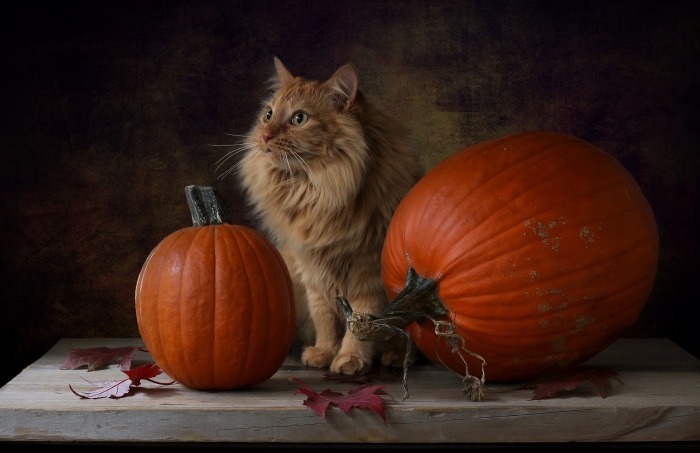 Orange cat with pumpkins and autumn leaves