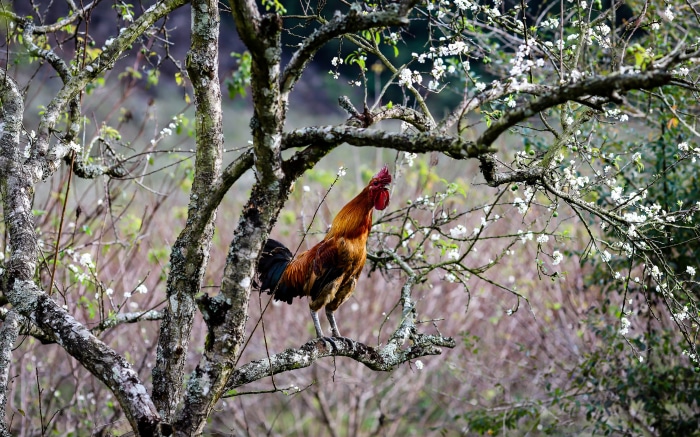 Rooster perched on a tree branch