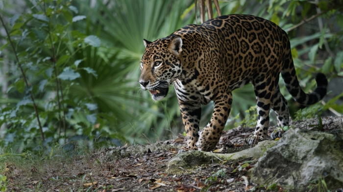 Jaguar walking in a forest