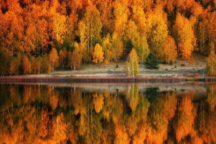 Autumn forest reflected in a lake