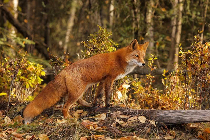 Red Fox Standing on a Log in Autumn Forest