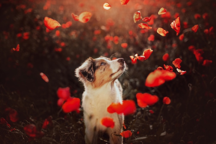 Australian Shepherd Puppy in Poppy Field