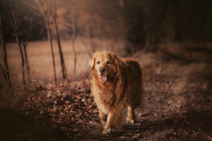 Golden Retriever walking on a forest path