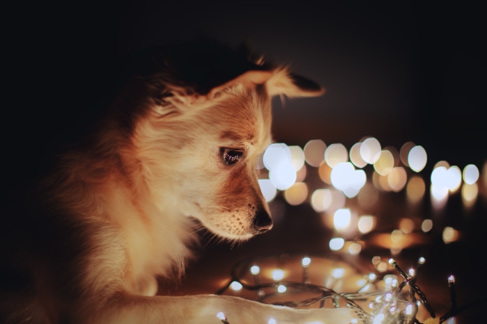 Dog with Christmas lights