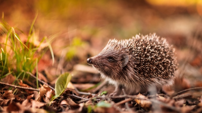 Hedgehog in autumn forest 4K