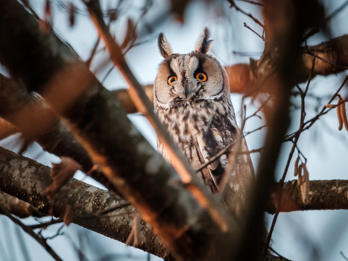 Long-eared owl perched on a tree branch