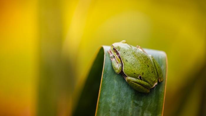 Green frog on a leaf