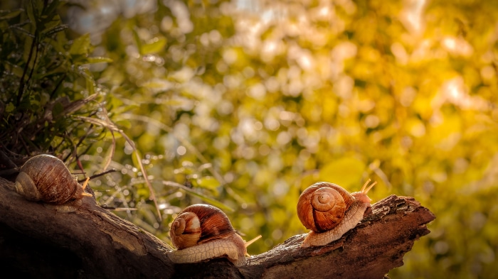 Three snails on a branch in 4K