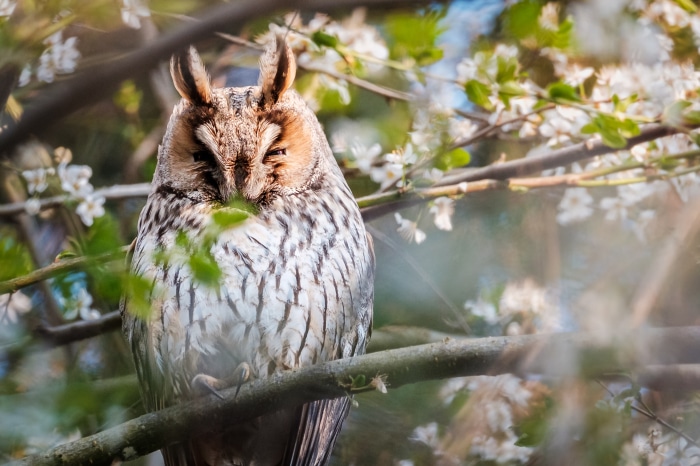 Long-eared owl perched on a branch with blossoms