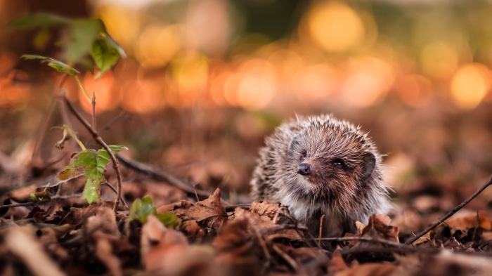 Hedgehog in autumn leaves 4K