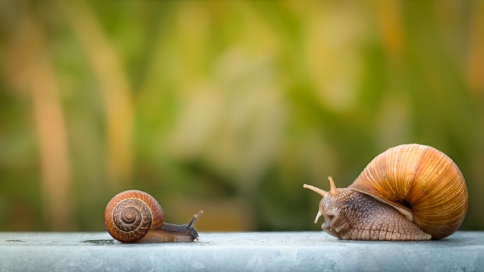 Two snails on a surface with green background 4K