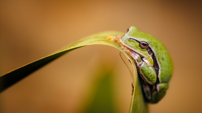 Green frog on a leaf 4K