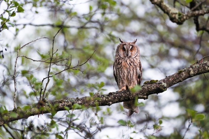 Long-eared owl perched on a tree branch