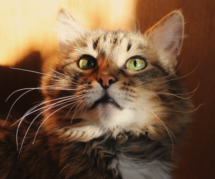 Close-up of a tabby cat's face