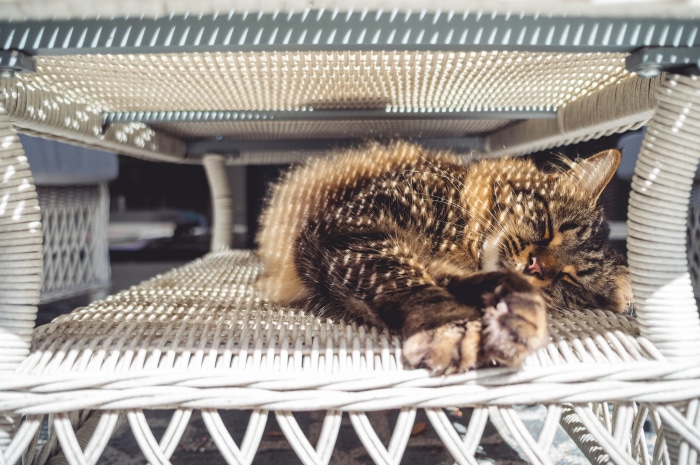 Tabby Cat Sleeping Under a Wicker Table