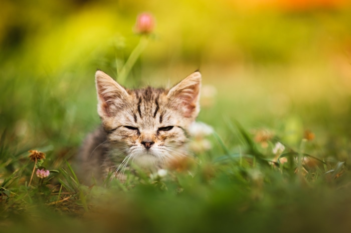 Kitten sitting in grass with flowers