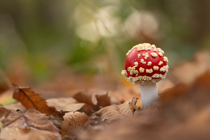 Fly Agaric Mushroom in Autumn Forest 4K