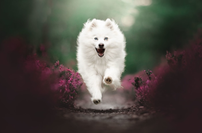 White fluffy dog running through purple flowers