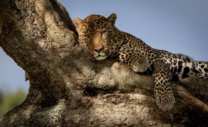 Leopard resting on a tree branch