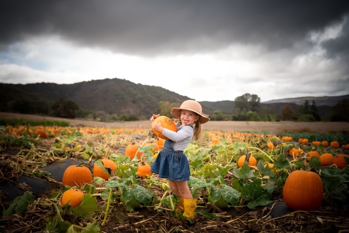 Little girl holding a pumpkin in a pumpkin patch