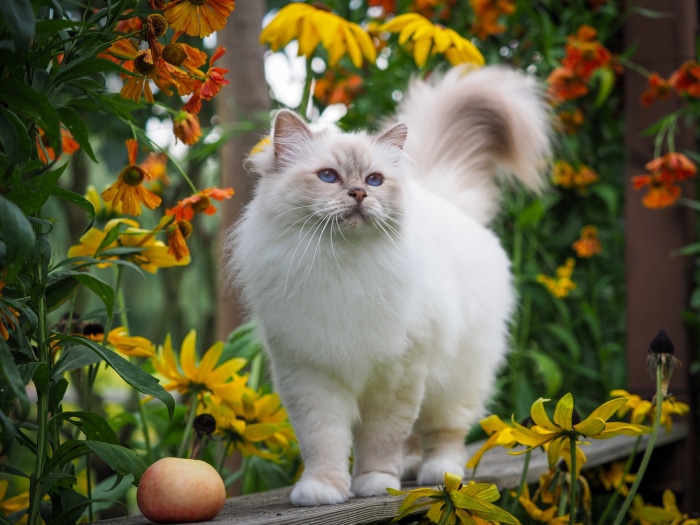 Birman cat with blue eyes in a garden