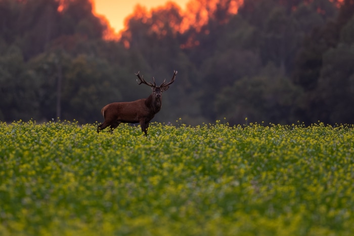 Deer in a field of yellow flowers at sunset