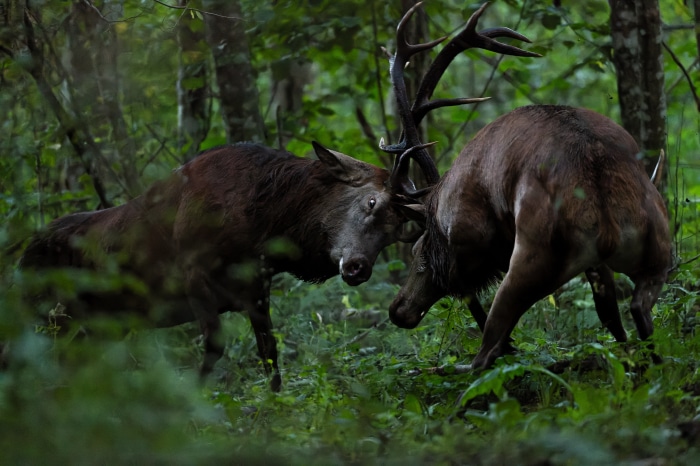 Two stags fighting in a forest