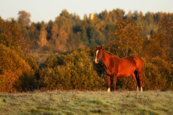Brown horse standing in a field with trees in the background