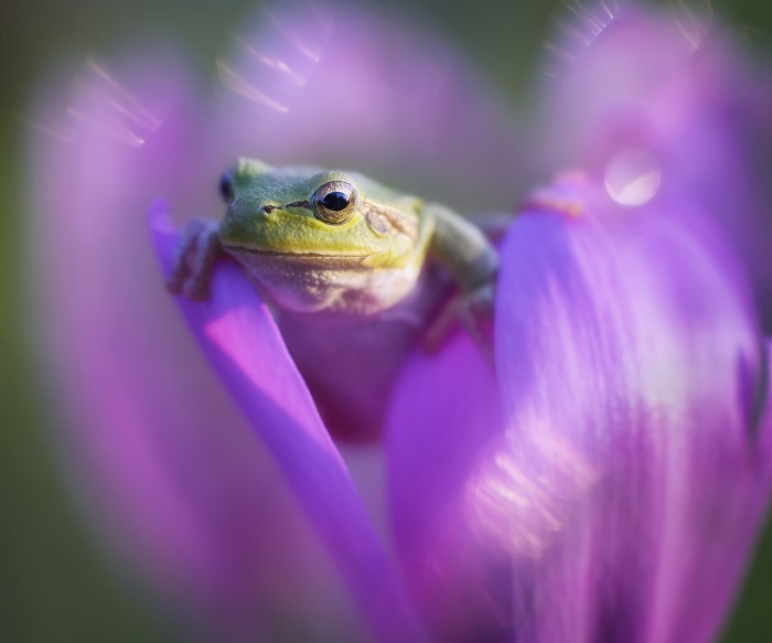 Green frog sitting on a purple flower