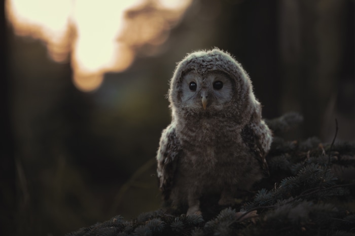 Baby owl sitting on a branch