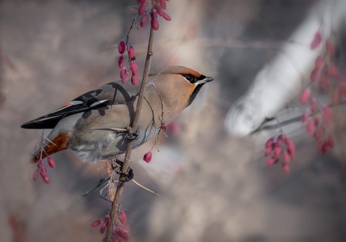 Bohemian Waxwing bird on a branch with berries